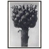 Art Forms in Nature 112 by Karl Blossfeldt, framed poster, view 3