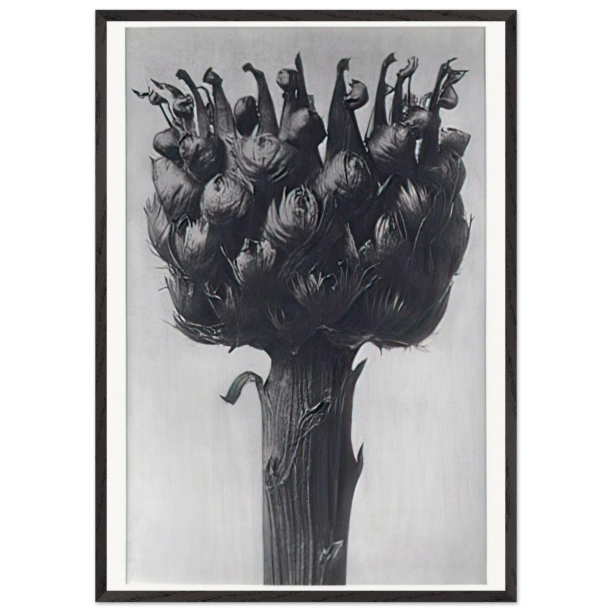 Art Forms in Nature 112 by Karl Blossfeldt, framed poster, view 3