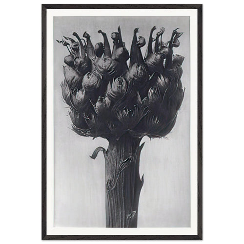 Art Forms in Nature 112 by Karl Blossfeldt, framed poster