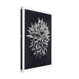 Art Forms in Nature 113 by Karl Blossfeldt, canvas, view 2