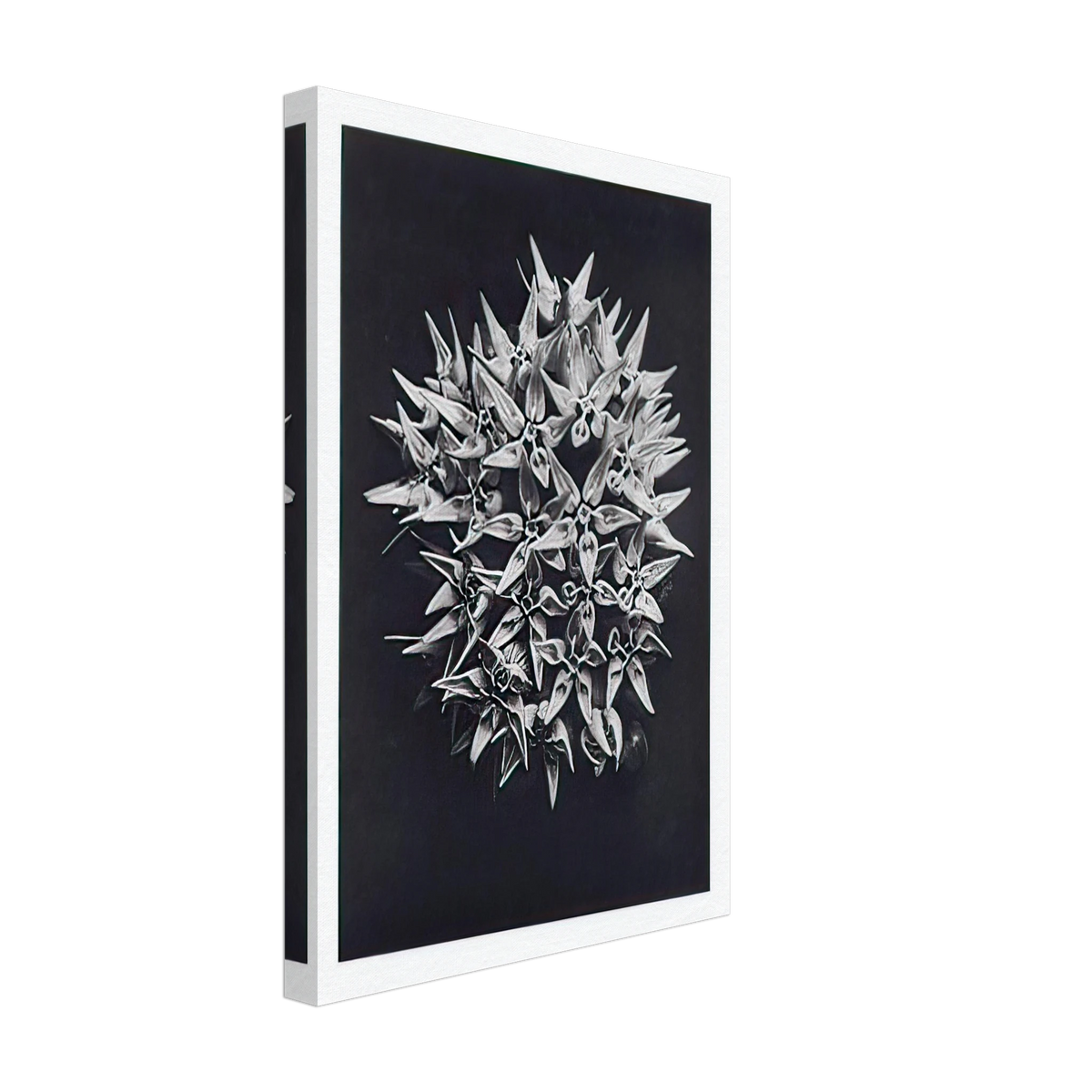 Art Forms in Nature 113 by Karl Blossfeldt, canvas, view 2