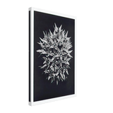 Art Forms in Nature 113 by Karl Blossfeldt, canvas