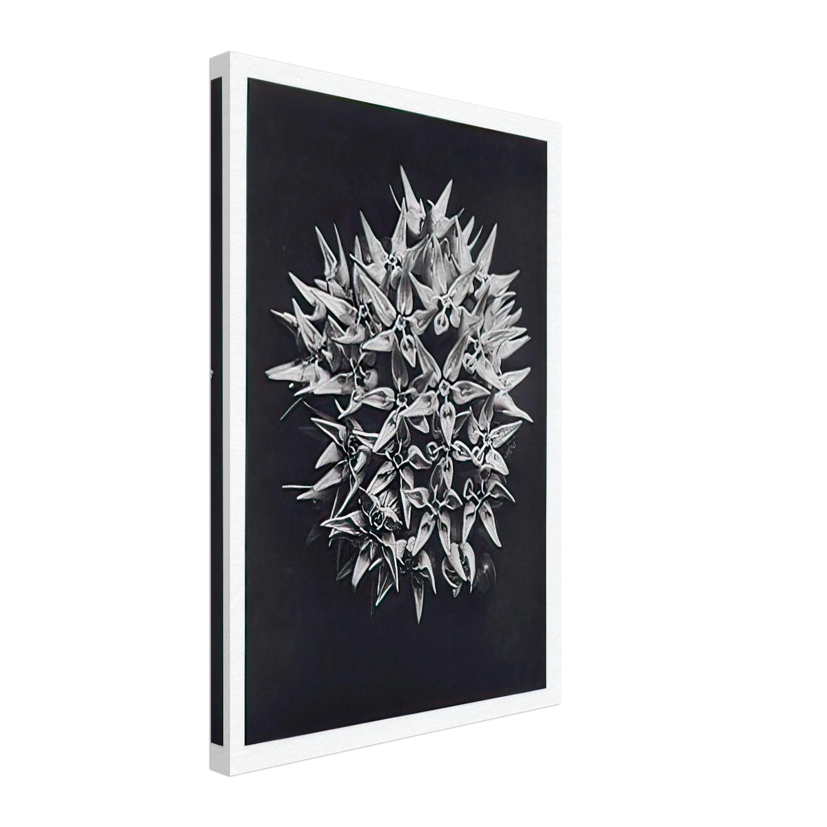 Art Forms in Nature 113 by Karl Blossfeldt, canvas