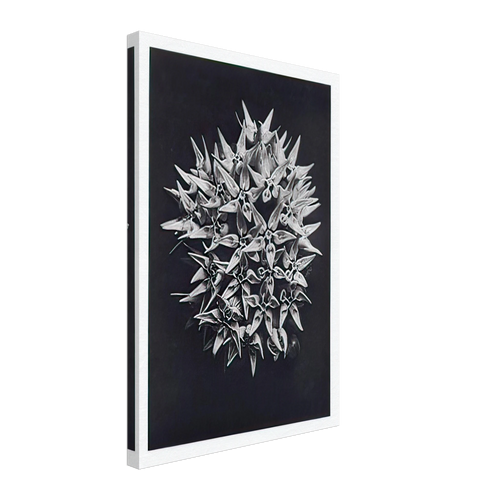 Art Forms in Nature 113 by Karl Blossfeldt, canvas