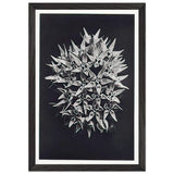 Art Forms in Nature 113 by Karl Blossfeldt, framed poster, view 2