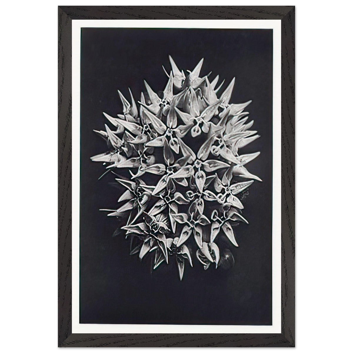 Art Forms in Nature 113 by Karl Blossfeldt, framed poster, view 2