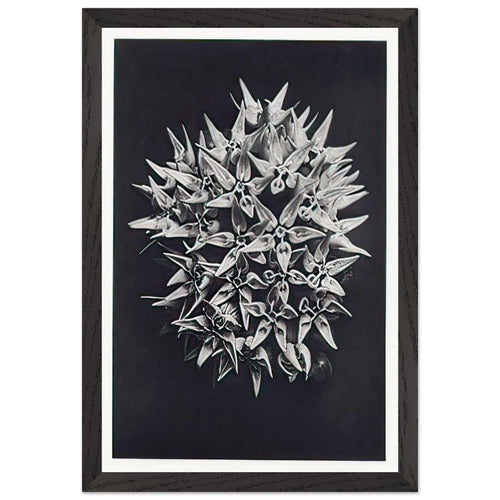 Art Forms in Nature 113 by Karl Blossfeldt, framed poster, view 2