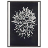 Art Forms in Nature 113 by Karl Blossfeldt, framed poster, view 3