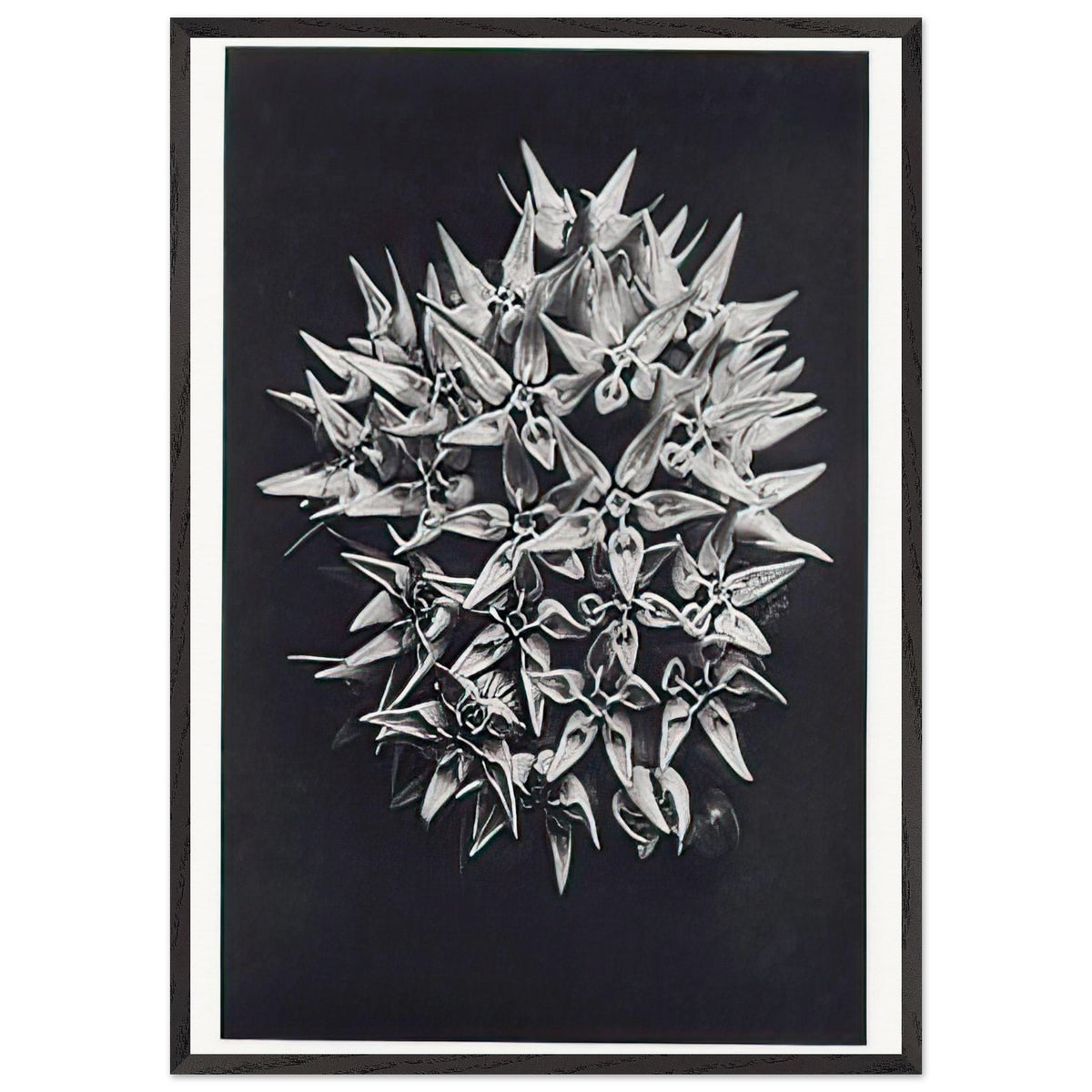 Art Forms in Nature 113 by Karl Blossfeldt, framed poster, view 3