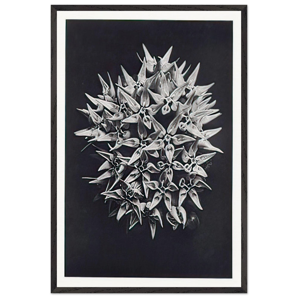 Art Forms in Nature 113 by Karl Blossfeldt, framed poster
