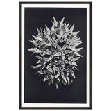 Art Forms in Nature 113 by Karl Blossfeldt, framed poster