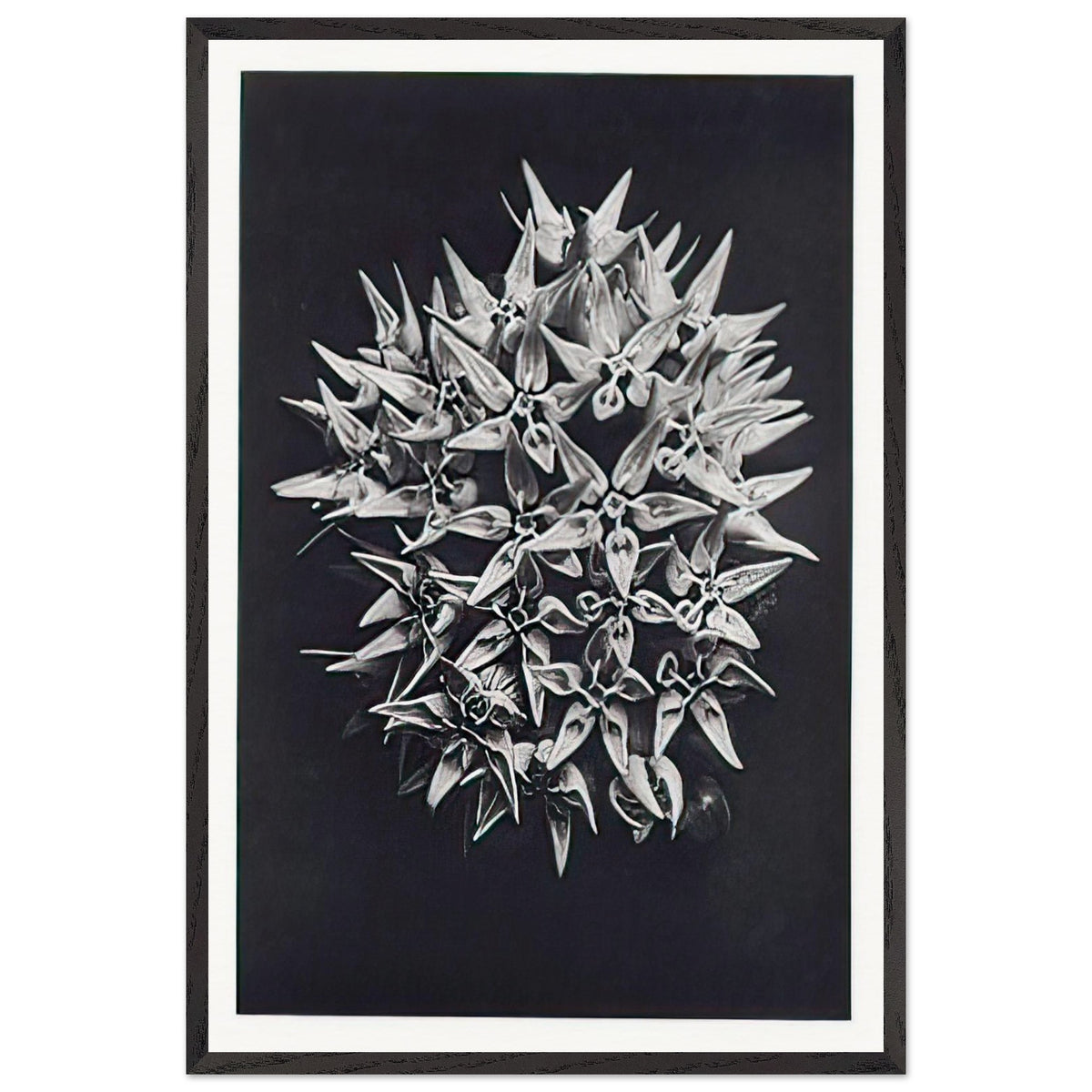 Art Forms in Nature 113 by Karl Blossfeldt, framed poster