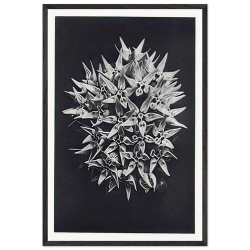 Art Forms in Nature 113 by Karl Blossfeldt, framed poster