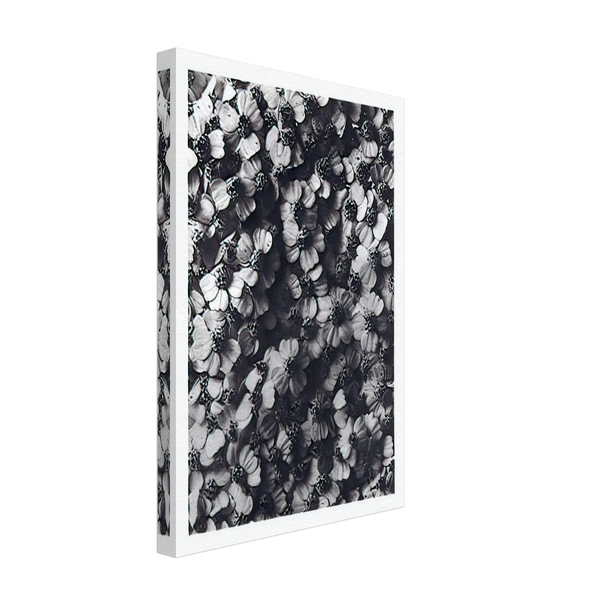 Art Forms in Nature 114 by Karl Blossfeldt, canvas, view 2