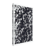 Art Forms in Nature 114 by Karl Blossfeldt, canvas