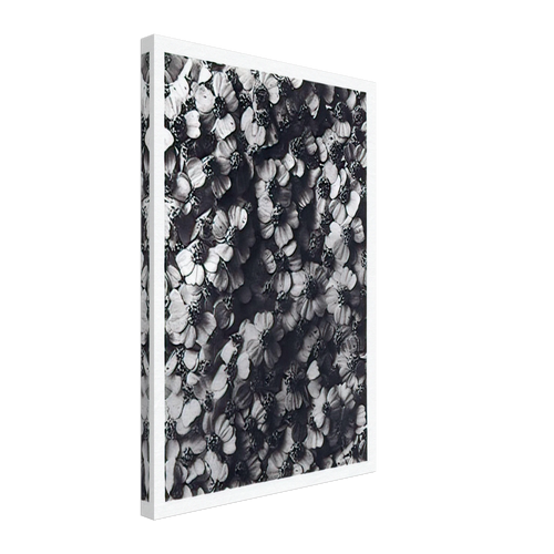 Art Forms in Nature 114 by Karl Blossfeldt, canvas