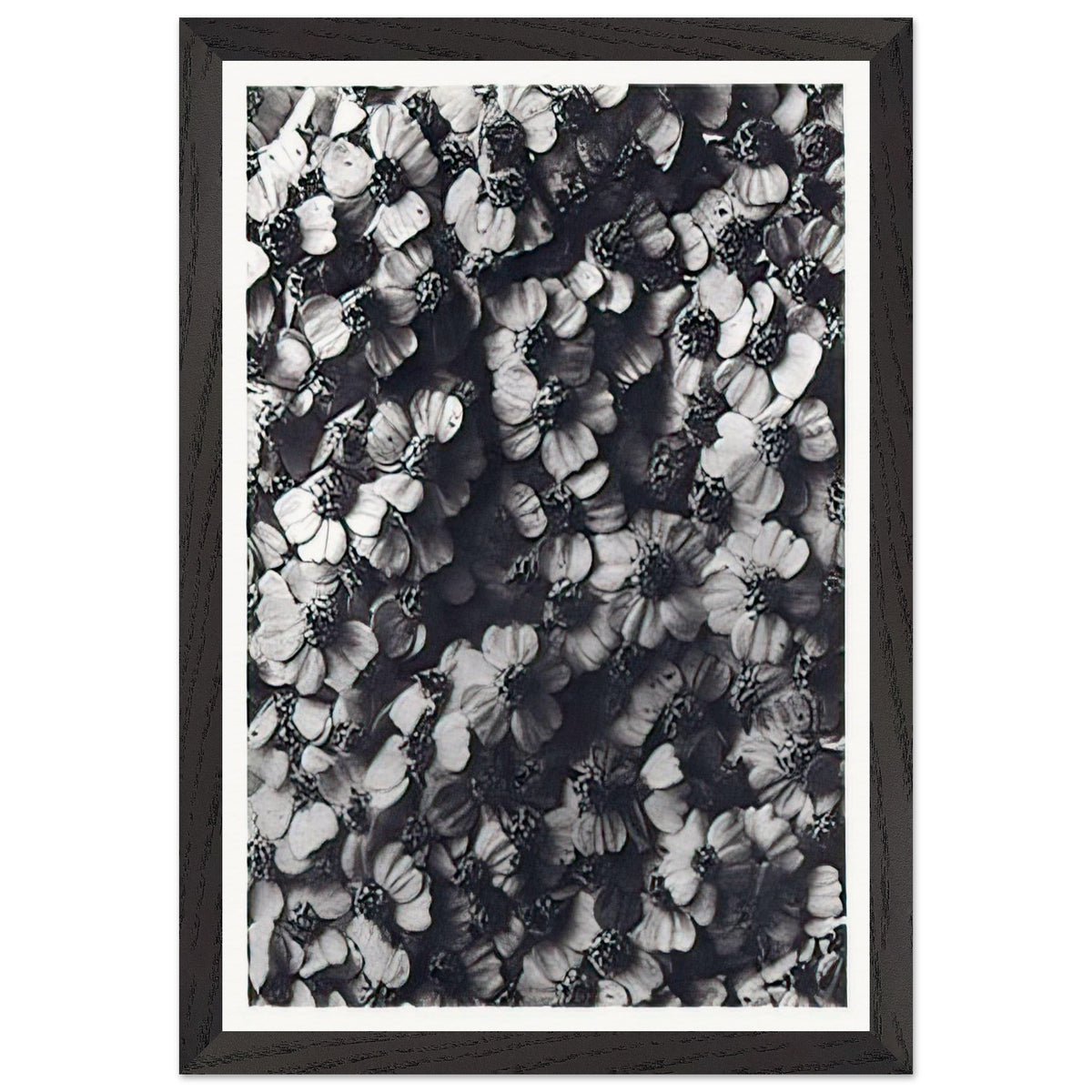 Art Forms in Nature 114 by Karl Blossfeldt, framed poster, view 2
