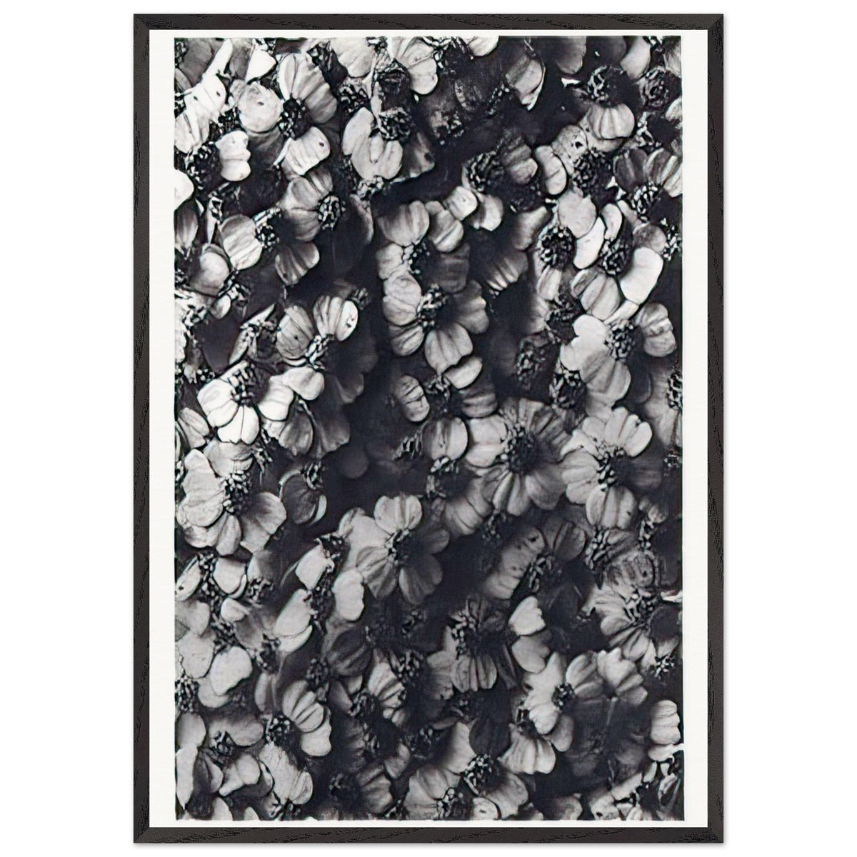 Art Forms in Nature 114 by Karl Blossfeldt, framed poster, view 3
