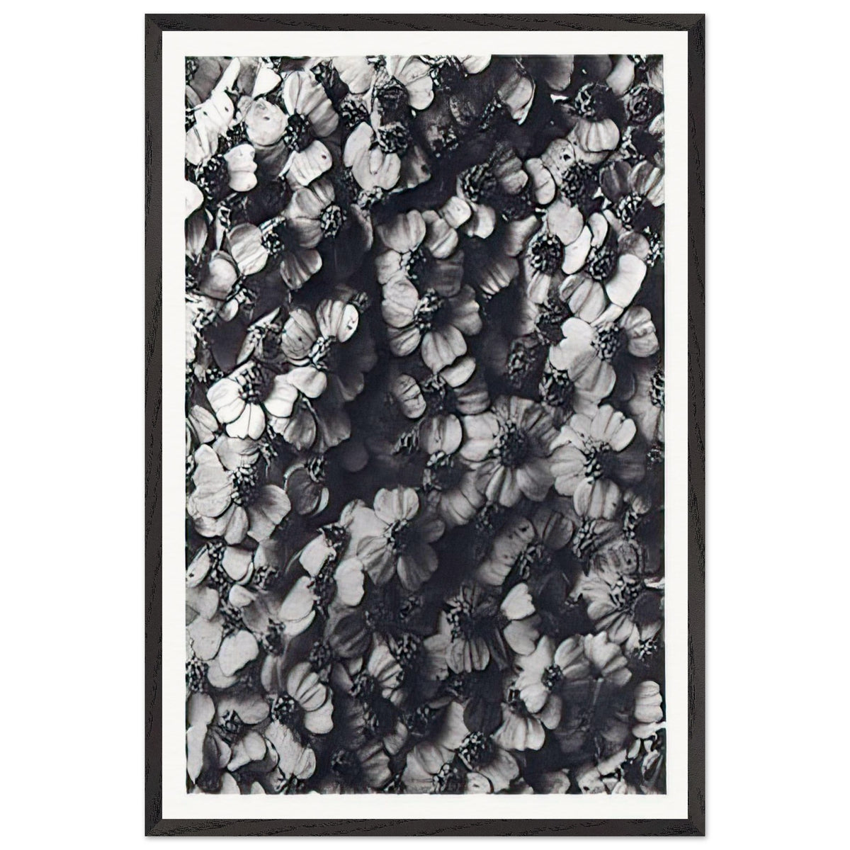 Art Forms in Nature 114 by Karl Blossfeldt, framed poster