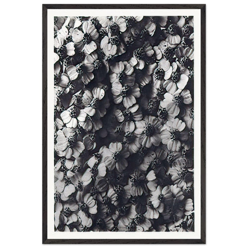 Art Forms in Nature 114 by Karl Blossfeldt, framed poster