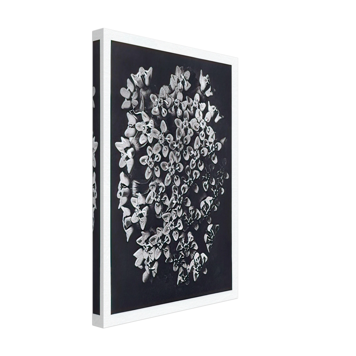 Art Forms in Nature 115 by Karl Blossfeldt, canvas, view 2