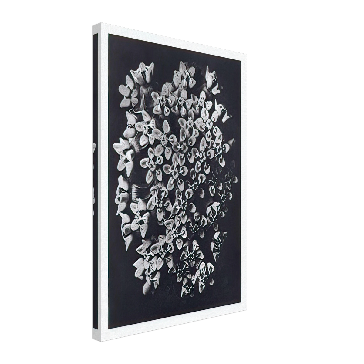 Art Forms in Nature 115 by Karl Blossfeldt, canvas