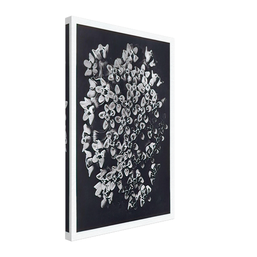 Art Forms in Nature 115 by Karl Blossfeldt, canvas