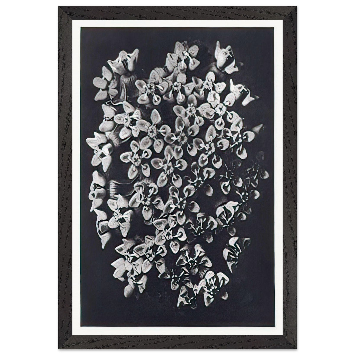 Art Forms in Nature 115 by Karl Blossfeldt, framed poster, view 2