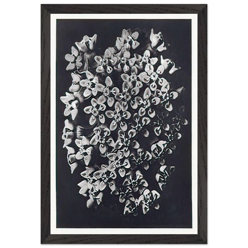 Art Forms in Nature 115 by Karl Blossfeldt, framed poster, view 2