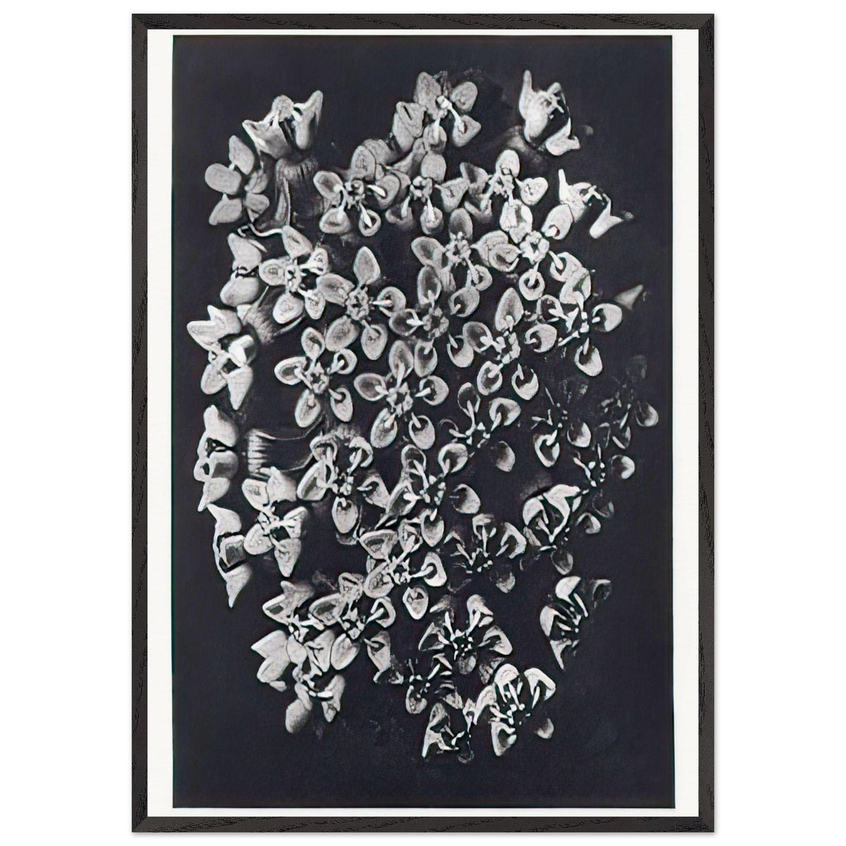 Art Forms in Nature 115 by Karl Blossfeldt, framed poster, view 3