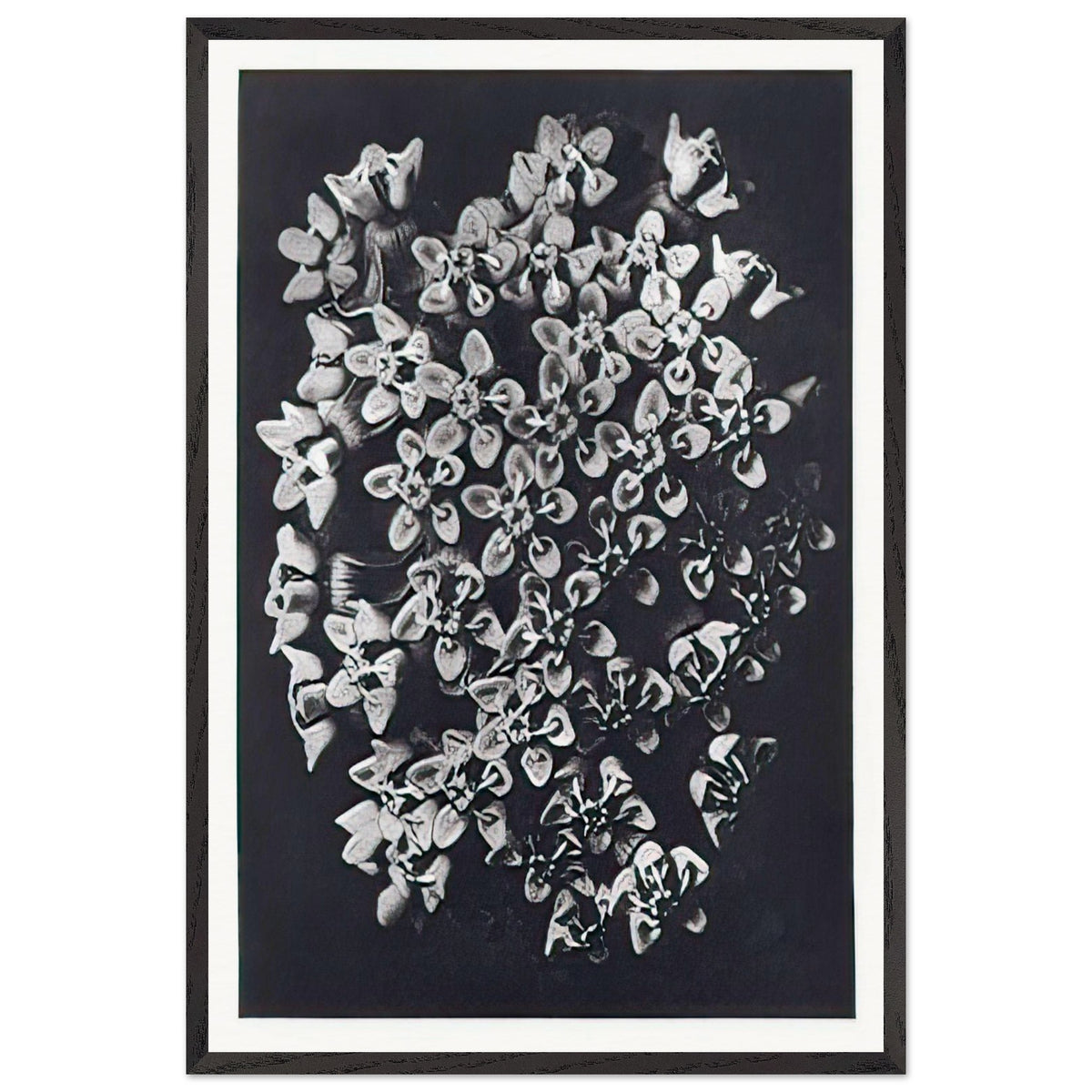 Art Forms in Nature 115 by Karl Blossfeldt, framed poster