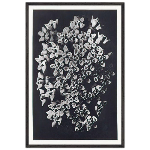 Art Forms in Nature 115 by Karl Blossfeldt, framed poster