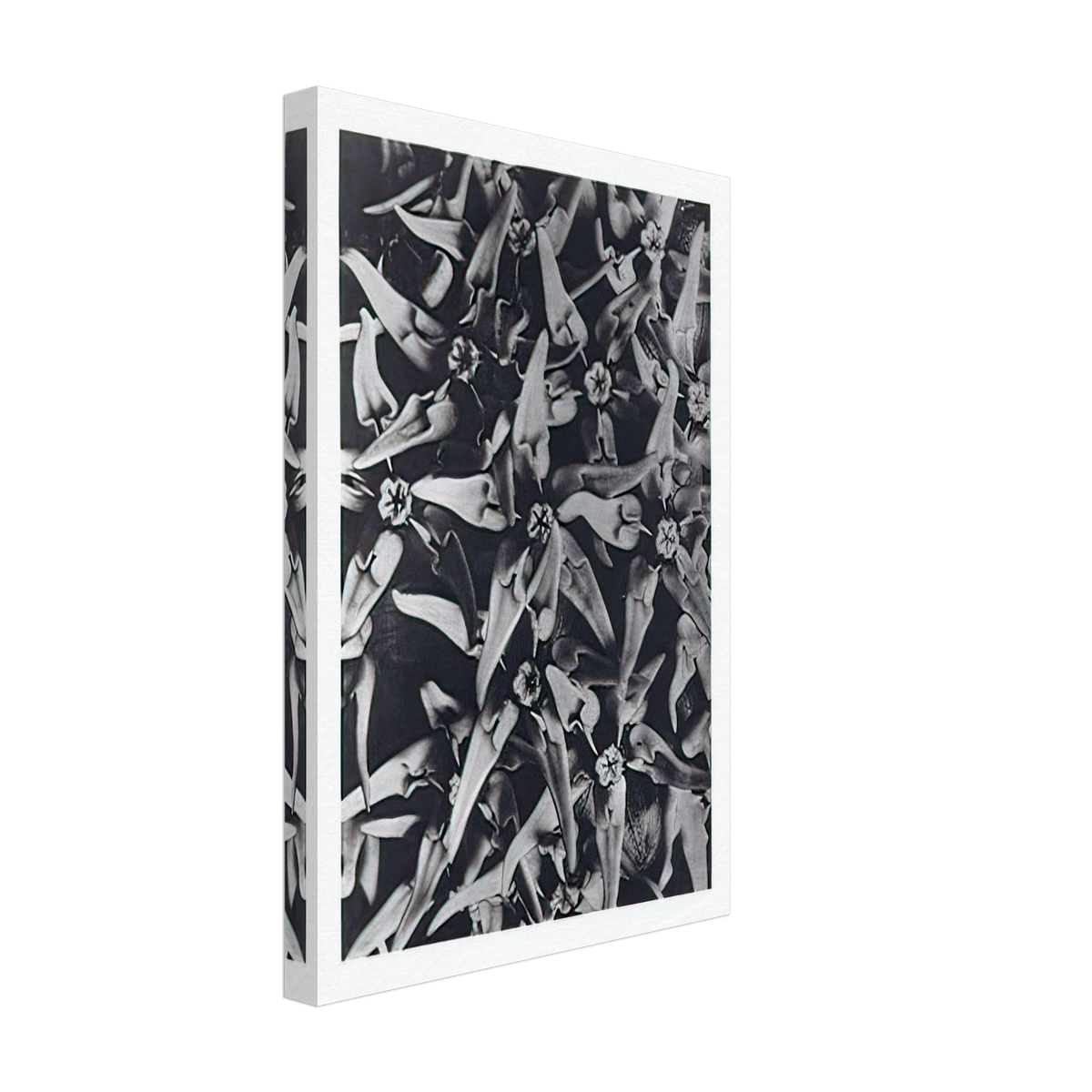 Art Forms in Nature 116 by Karl Blossfeldt, canvas, view 2