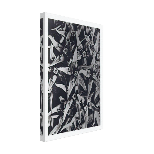 Art Forms in Nature 116 by Karl Blossfeldt, canvas, view 2