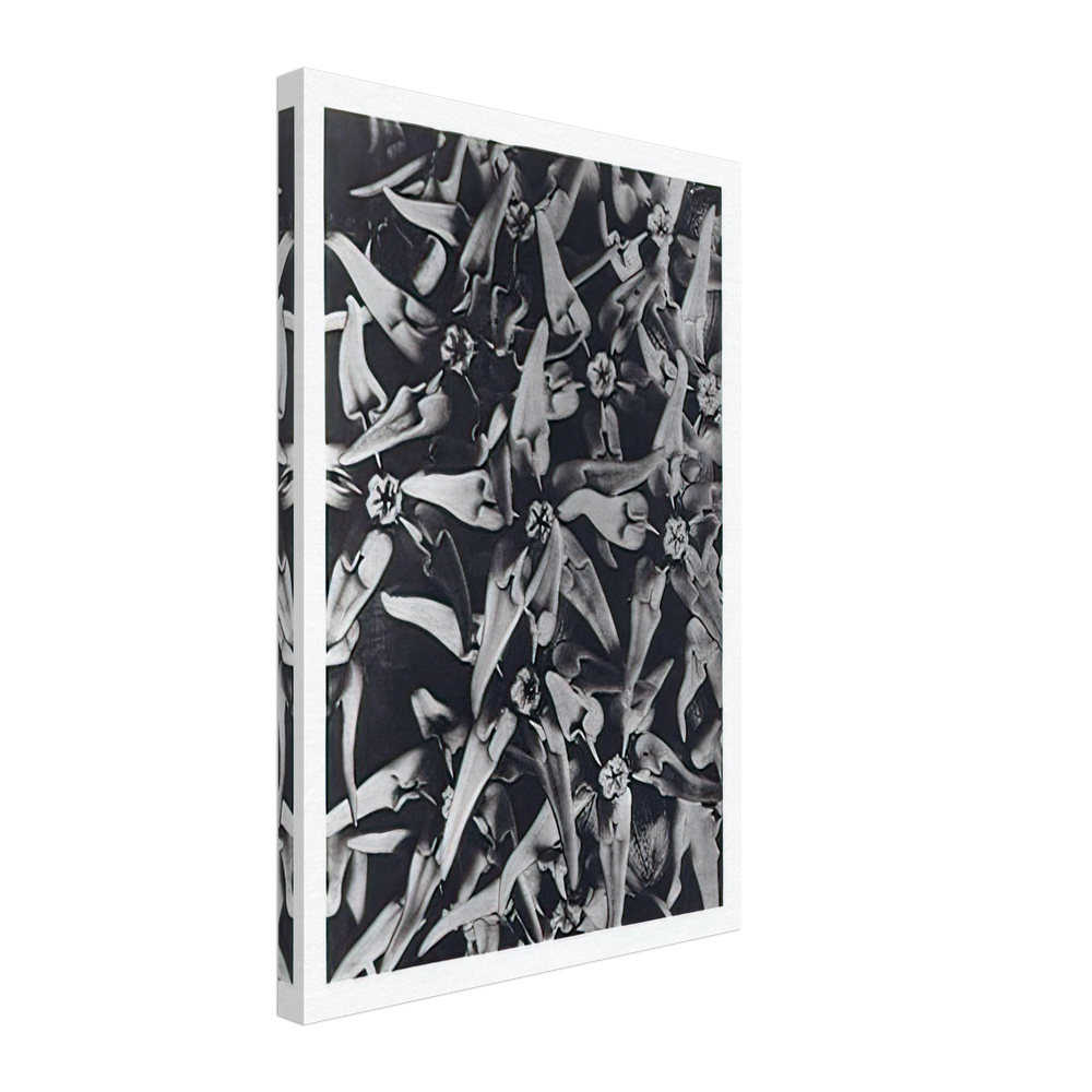 Art Forms in Nature 116 by Karl Blossfeldt, canvas