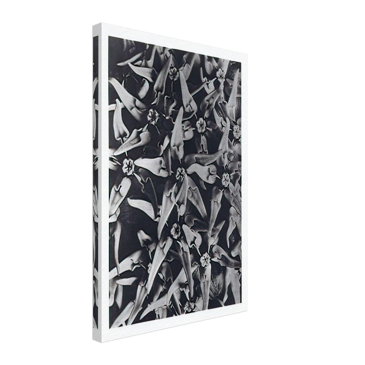 Art Forms in Nature 116 by Karl Blossfeldt, canvas