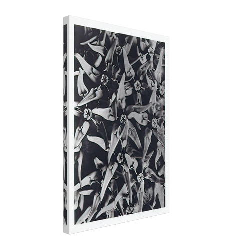 Art Forms in Nature 116 by Karl Blossfeldt, canvas