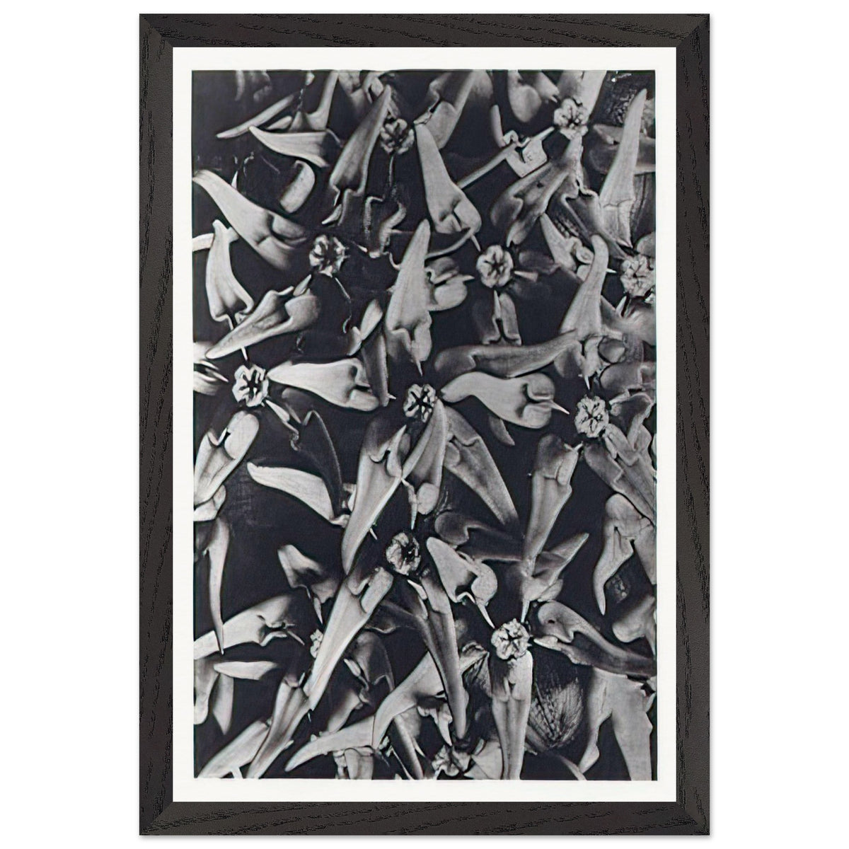 Art Forms in Nature 116 by Karl Blossfeldt, framed poster, view 2
