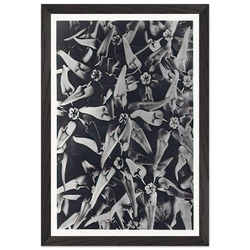 Art Forms in Nature 116 by Karl Blossfeldt, framed poster, view 2