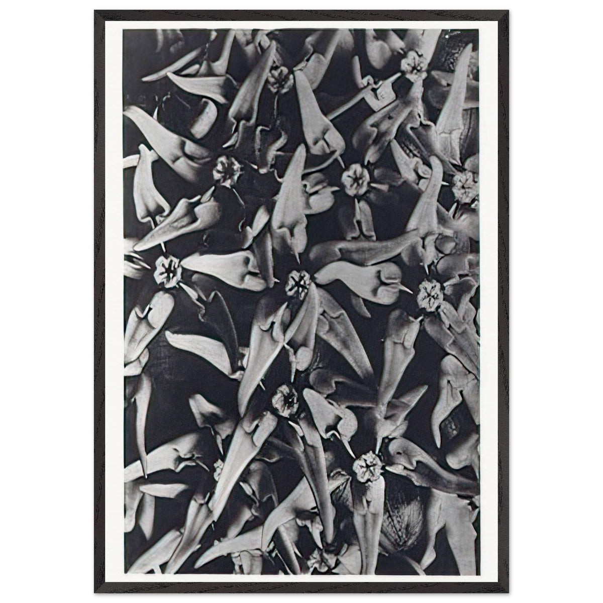 Art Forms in Nature 116 by Karl Blossfeldt, framed poster, view 3