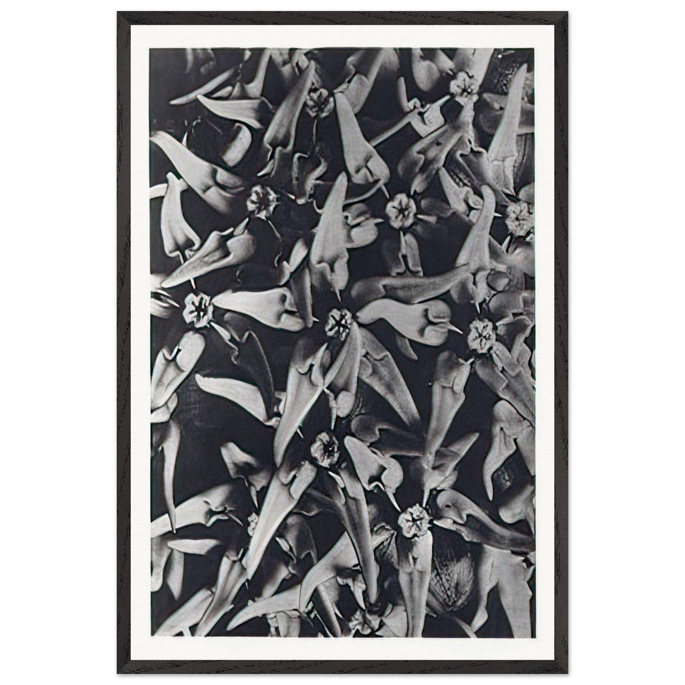 Art Forms in Nature 116 by Karl Blossfeldt, framed poster