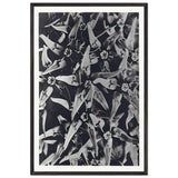 Art Forms in Nature 116 by Karl Blossfeldt, framed poster