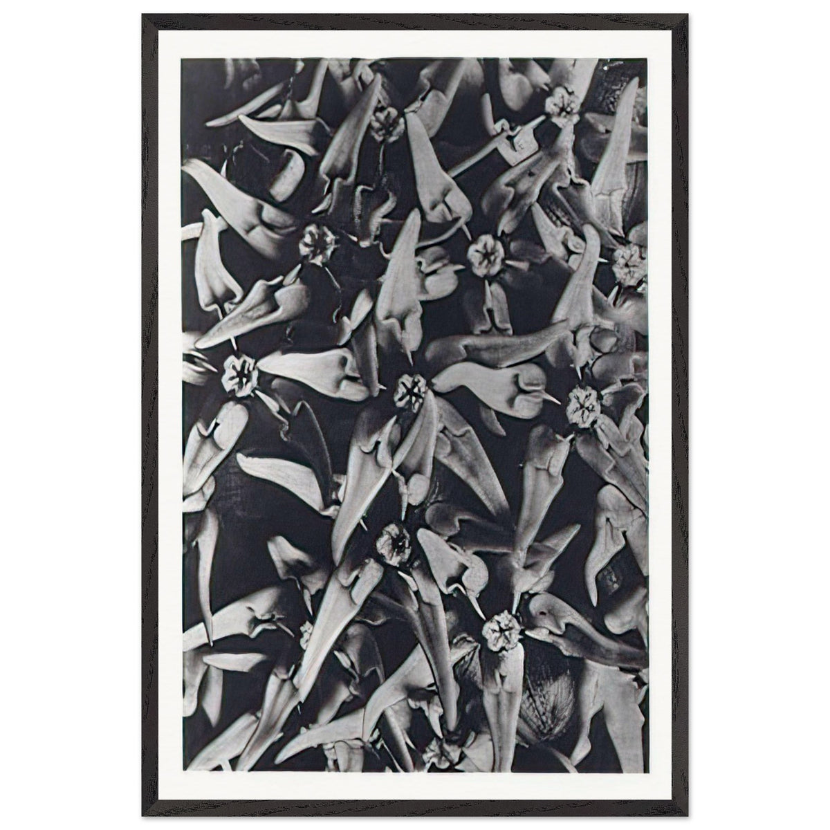 Art Forms in Nature 116 by Karl Blossfeldt, framed poster
