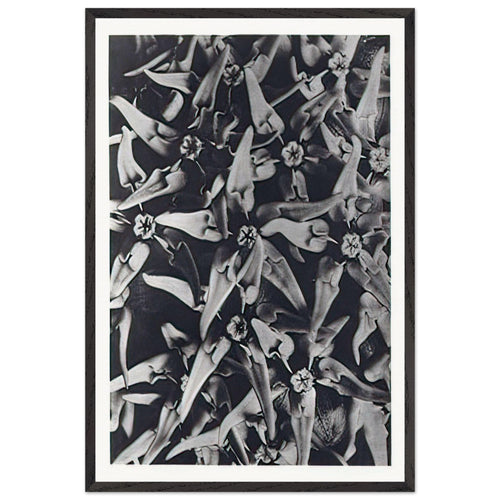 Art Forms in Nature 116 by Karl Blossfeldt, framed poster