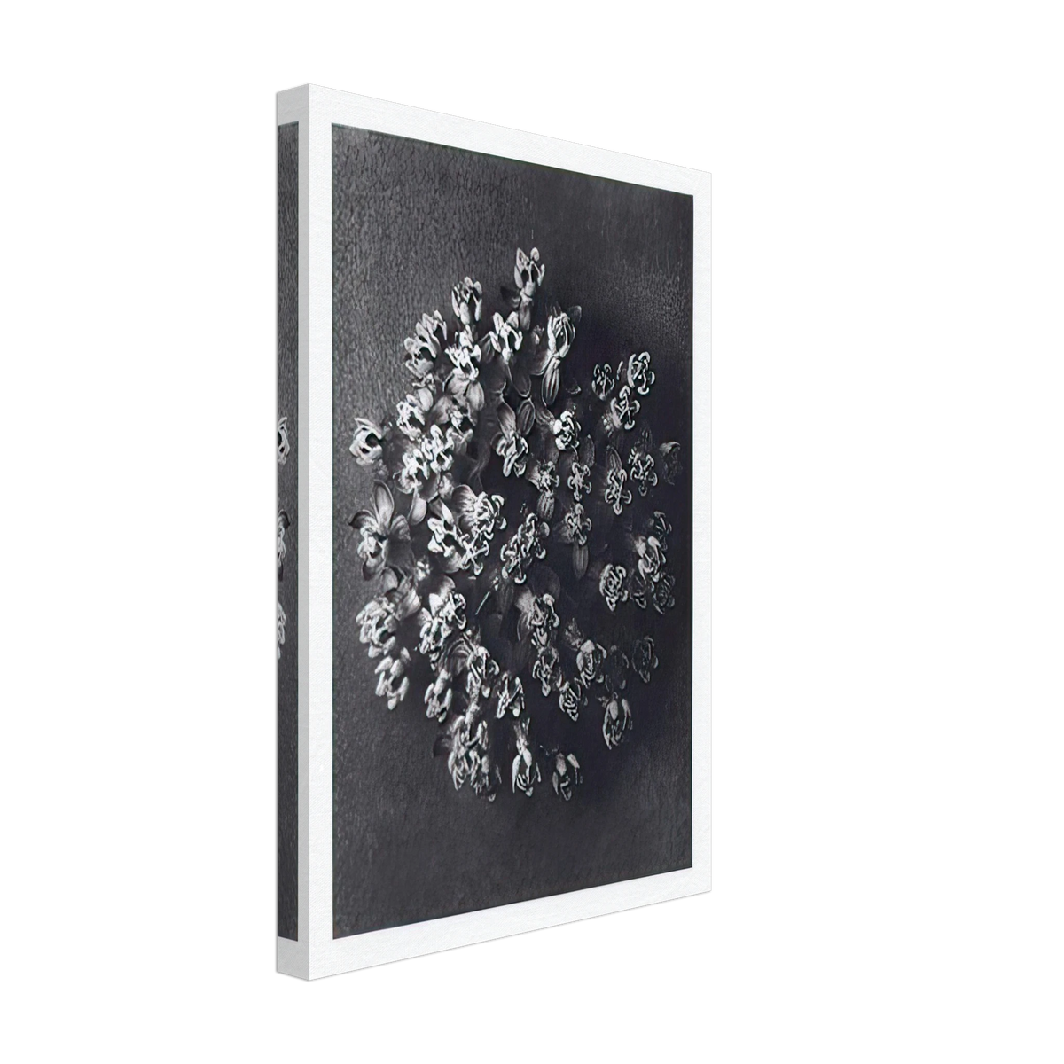 Art Forms in Nature 117 by Karl Blossfeldt, canvas, view 2