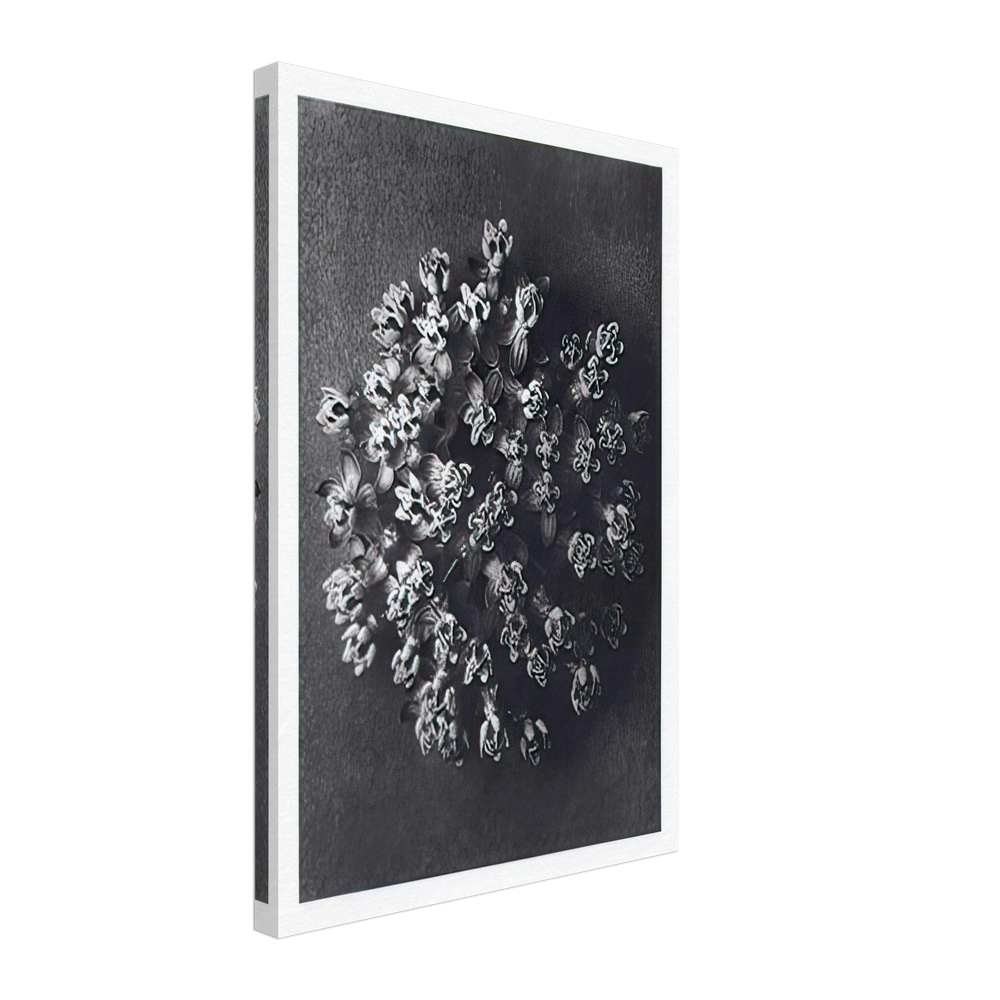 Art Forms in Nature 117 by Karl Blossfeldt, canvas