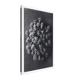 Art Forms in Nature 117 by Karl Blossfeldt, canvas