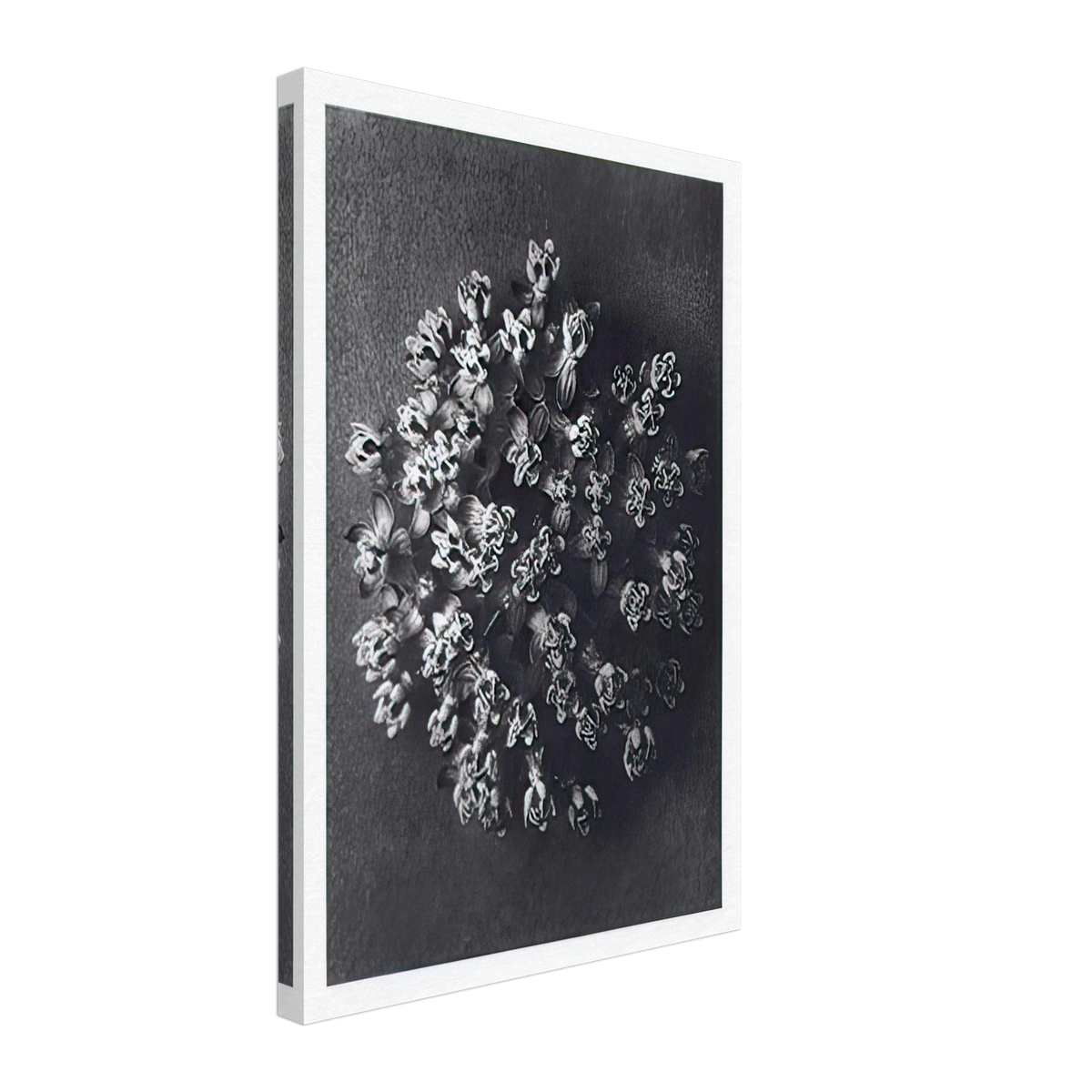 Art Forms in Nature 117 by Karl Blossfeldt, canvas