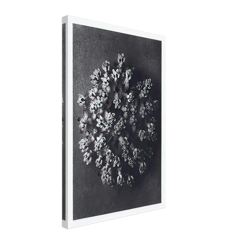 Art Forms in Nature 117 by Karl Blossfeldt, canvas