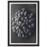 Art Forms in Nature 117 by Karl Blossfeldt, framed poster, view 2